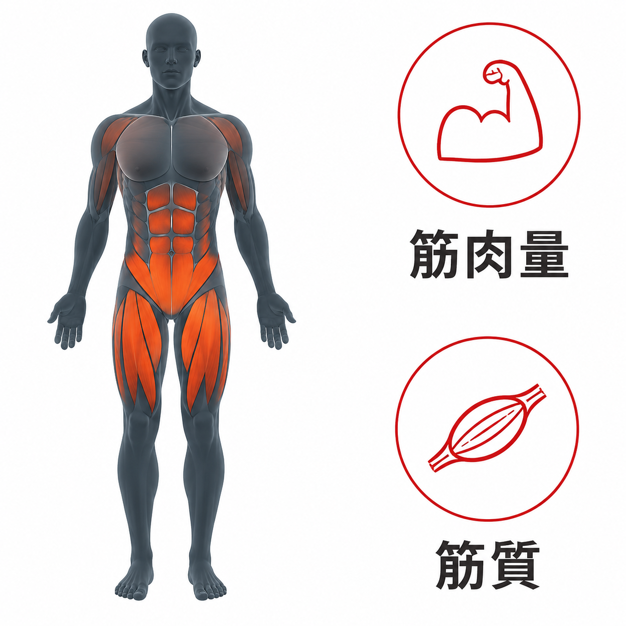年齢とともに変わるからだを部位ごとに見える化するイメージ